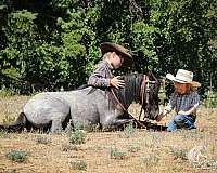 blue-roan-all-around-pony