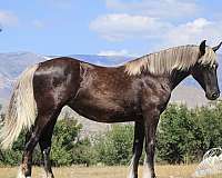 cross-gypsy-vanner-horse