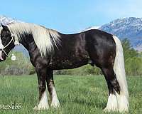 athletic-gypsy-vanner-horse