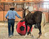 flashy-gypsy-vanner-horse