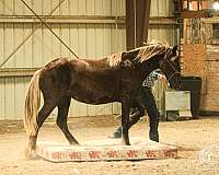 halter-gypsy-vanner-horse