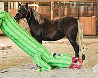 parade-gypsy-vanner-horse