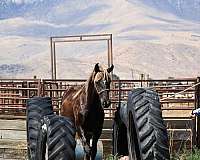 performance-gypsy-vanner-horse