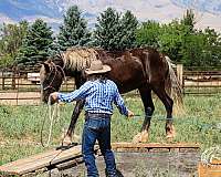 show-gypsy-vanner-horse