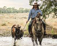 sporthorse-gypsy-vanner-horse