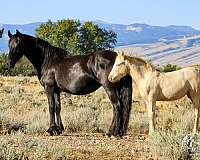 trail-riding-gypsy-vanner-horse