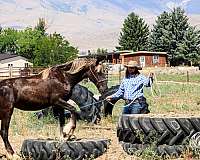 black-all-around-horse