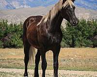 black-cross-horse