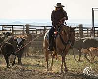 calf-roping-quarter-horse