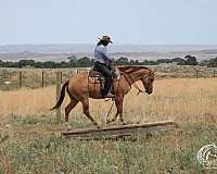 husband-safe-quarter-horse