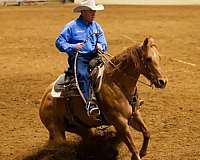 ridden-western-quarter-horse