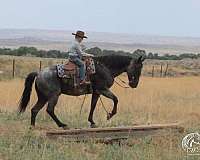 calf-roping-quarter-horse