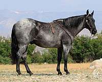 cowboy-mounted-shooting-quarter-horse