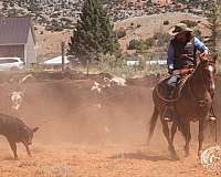 ranch-work-quarter-pony