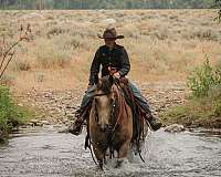 ranch-work-quarter-horse