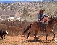 ranch-versatility-quarter-horse