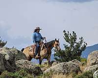 trail-riding-quarter-horse