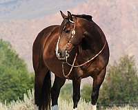 athletic-draft-horse