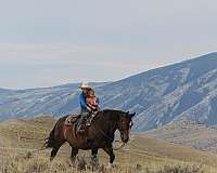 draft-horse