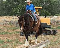 flashy-draft-horse