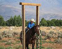 husband-safe-draft-horse