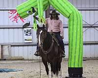 parade-draft-horse