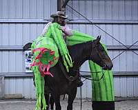 performance-draft-horse