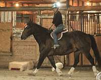 ranch-versatility-draft-horse