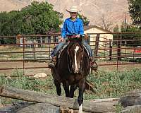 ridden-western-draft-horse