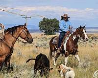 roping-paint-horse