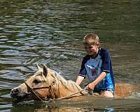 western-riding-quarter-pony