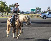 working-cattle-quarter-pony