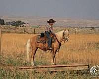 palomino-quarter-pony-mare