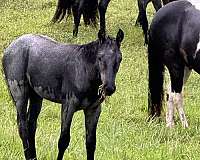 roan-colt-foal-for-sale