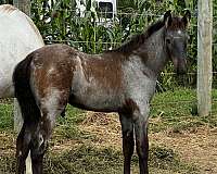 roan-colt-foal