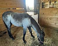 registered-twh-colt