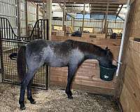 registered-twh-colt