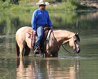 family-horse-quarter