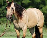 ranch-work-quarter-horse