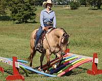 aqha-quarter-horse