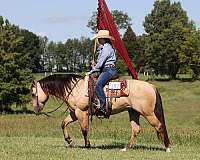 buckskin-quarter-horse