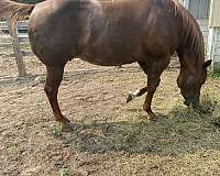 hypp-hn-broodmare