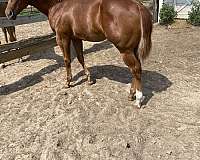 chestnut-quarter-horse-mare-foal