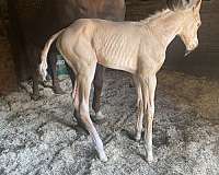 chestnut-aqha-mare-foal