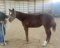 breeding-quarter-horse