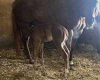 halter-quarter-horse