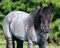 ranch-work-quarter-horse