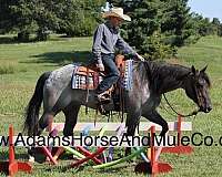 aqha-quarter-horse