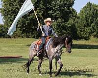 blue-roan-quarter-horse