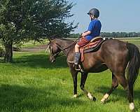 cowboy-mounted-shooting-quarter-horse